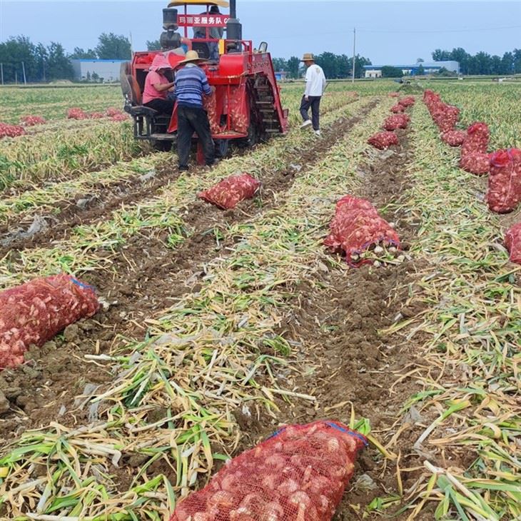 Automatic Garlic Bulb Harvester Machine